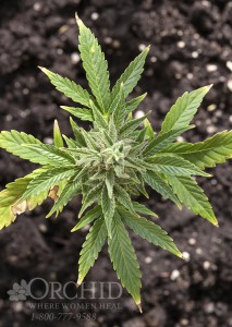 DEA Raids Colorado Marijuana Farms