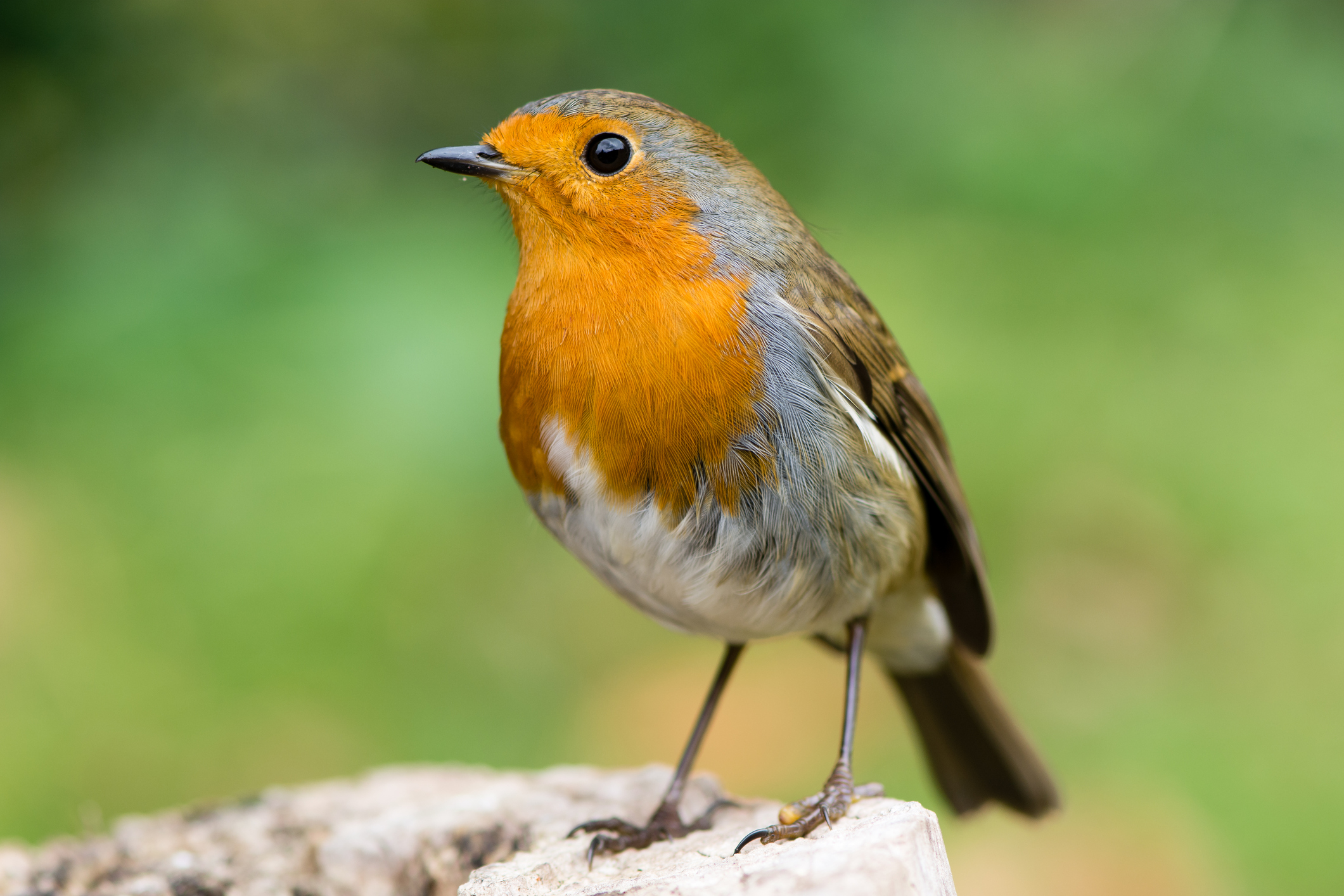 Bird Watching Near Your Home Boosts Mental Health
