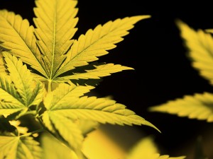 Virginia Approves Marijuana Oil Treatment for Epilepsy