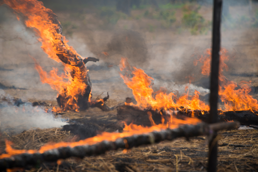 Marijuana Growers Left Devastated after California Wildfires